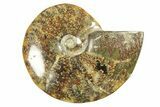 Polished Ammonite (Cleoniceras) Fossil - Madagascar #266301-1